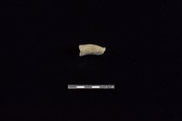 藏品(陶把)的圖片